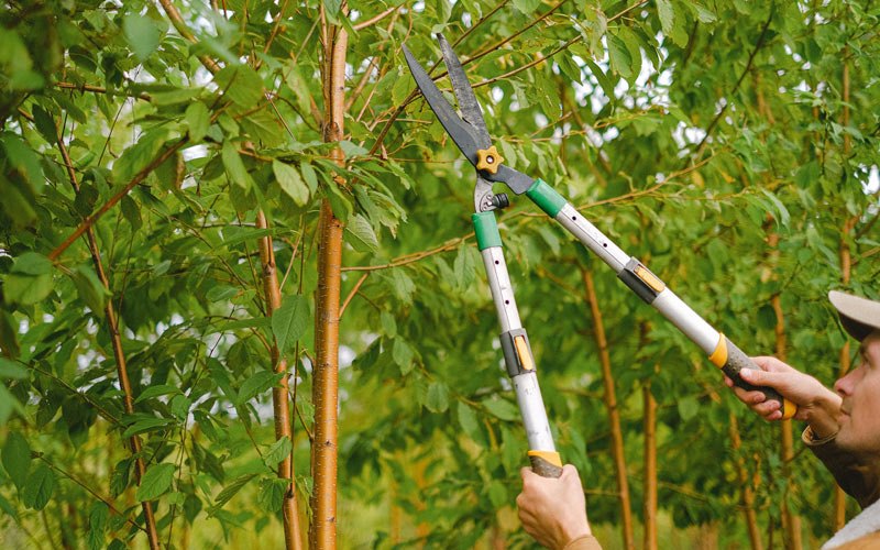 Tree trimming in Rehoboth Beach, DE